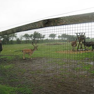 Glad Zoo - Mixed hoofstock enclosure