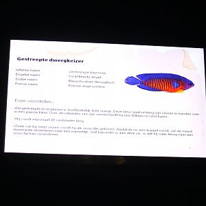 Sign Two-spined angelfish - Centropyge bispinosa