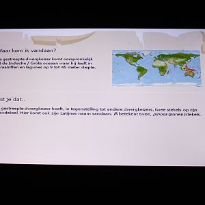 Info Two-spined angelfish