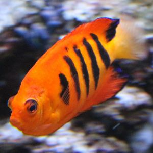 Flame angelfish - Centropyge loriculus