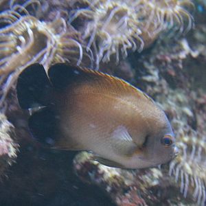 Black-tailed angelfish - Centropyge eibli