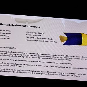 Sign Bicolor angelfish - Centropyge bicolor