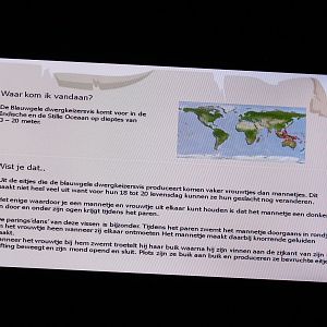 Info Bicolor angelfish - Centropyge bicolor