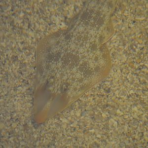 Rhinobatos lentiginosus