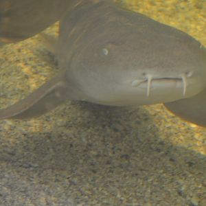 Ginglymostoma cirratum