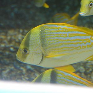 Anisotremus virginicus