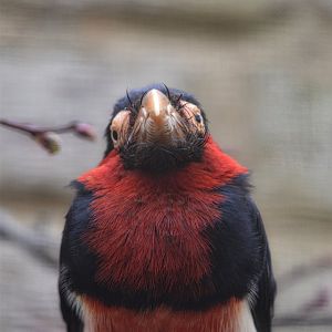 Bearded Barbet