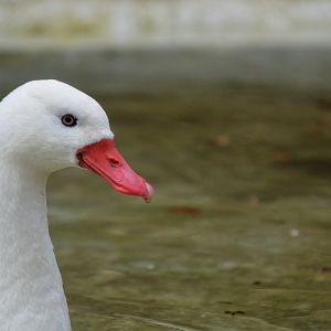 coscoroba swan