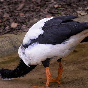Magpie goose