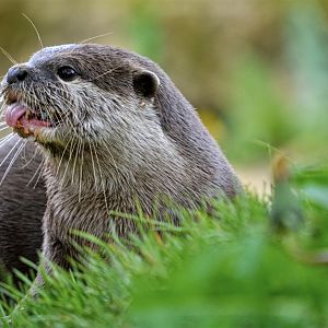 Oriental Small-clawed otter