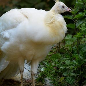 leucistic peacock