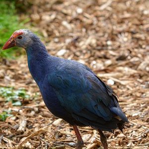 Purple Swamphen