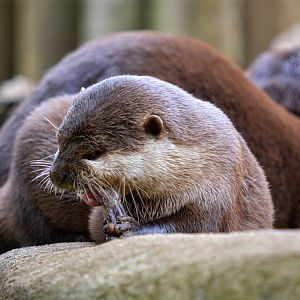 Oriental short clawed otter