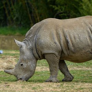 white rhino (Ian)