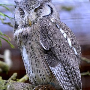 white faced scops owl