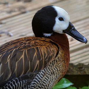 white faced whistling duck