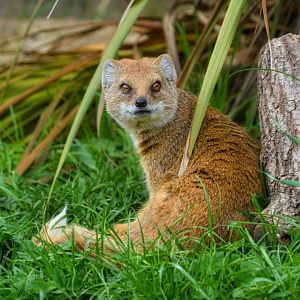 Yellow Mongoose