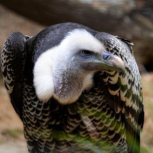 Griffon Vulture