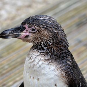 Humboldt Penguin