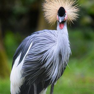 African Crowned Crane