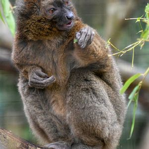Bamboo Lemur