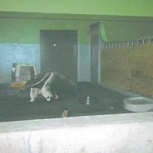 Giant Anteater January 2005