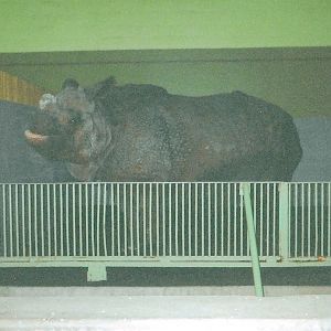 Indian Rhino January 2005