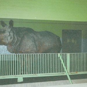 Indian Rhino January 2005
