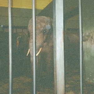 Elephants January 2005