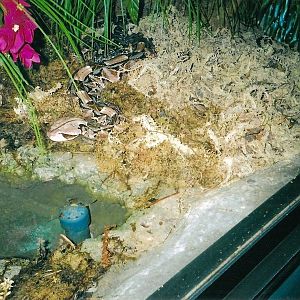 Gaboon Viper January 2005