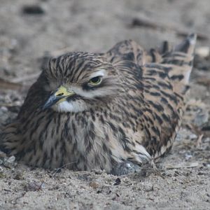 Stone-curlew Sitting on Eggs