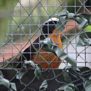New for the Zoo White-crowned Robin Chat