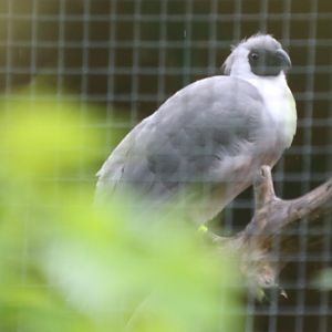 New for the Zoo Bare-faced Go-away Bird