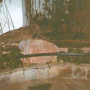 Hamerkop January 2005