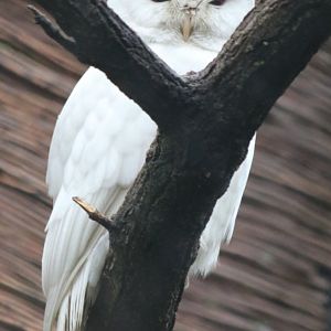Albino Tawny Owl