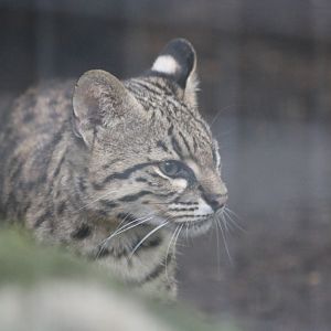 Geoffroy's Cat