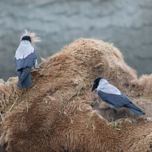 Hooded Crows Collecting Nesting Material from a Camel