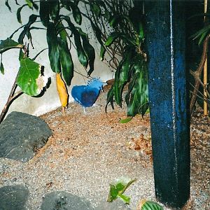 Victoria Crowned Pigeon January 2005