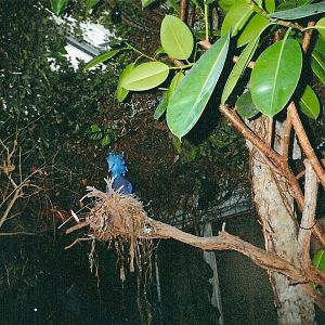 Victoria Crowned Pigeon January 2005