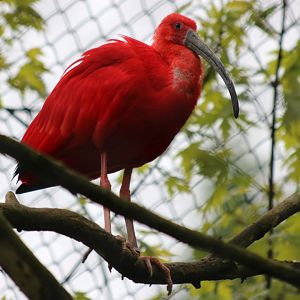 Scarlet Ibis