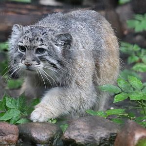 Pallas' Cat