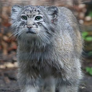 Pallas' Cat