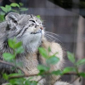 Pallas' Cat