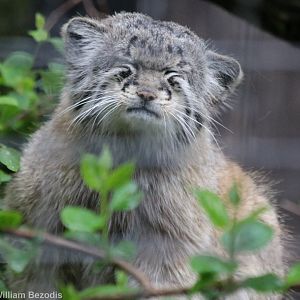 Sleepy Looking Pallas' Cat