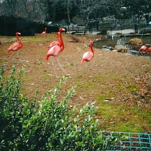 Caribbean Flamingos January 2005