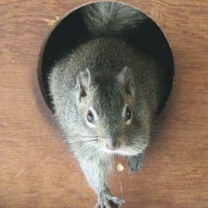 Pere David's squirrel