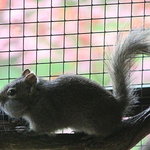 Pere David's squirrel