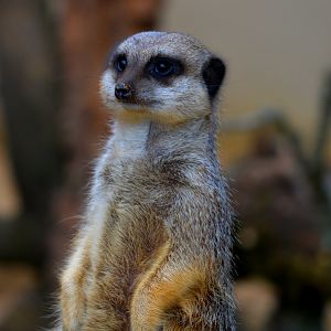 Meerkat