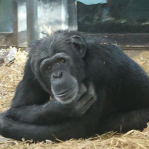 Chimp