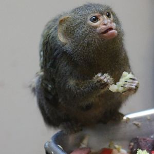 Pygmy marmoset